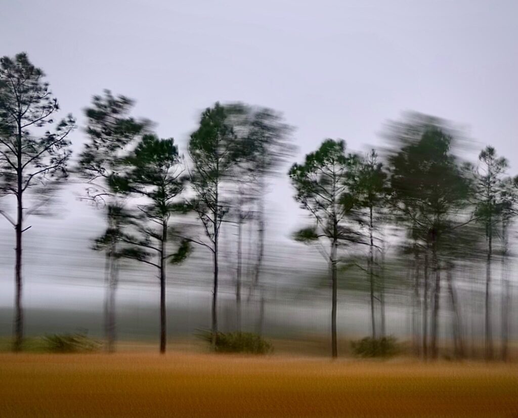 Orange and green forest scenery captured using ICM by Tony Guinn